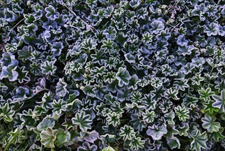 Lady's Mantle (Alchemilla sp.) with morning frost