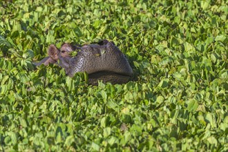 Hippopotamus (Hippopotamus amphibius) in a pond covered with water lettuce