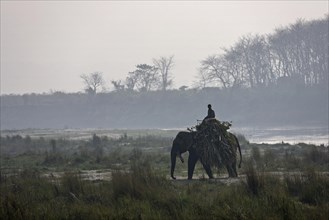A mahout riding his elephant on the East Rapti River at Sauraha