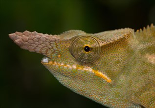 Furcifer bifidus chameleon