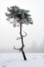 A pine tree in the fog