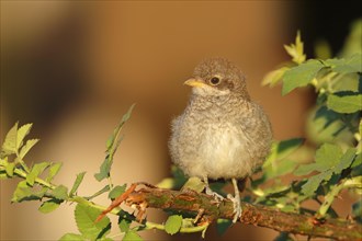 Red-backed Shrike (Lanius collurio)