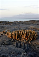 Lava Cactus (Brachycereus nesioticus) in evening light