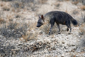 Brown Hyena (Hyaena brunnea) adult
