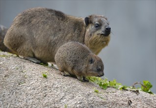 Rock Hyrax (Procavia capensis) with young