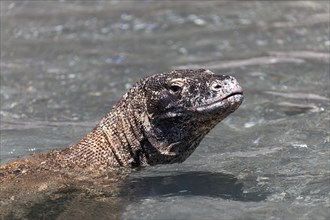 Komodo Dragon (Varanus komodoensis) swimming in the sea