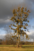 Poplar with mistletoes in the riparian forest