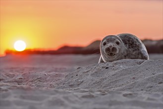 Seal (Phoca vitulina)