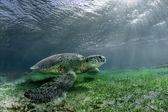 Green Turtle or Green Sea Turtle (Chelonia mydas)