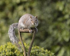 Eastern Gray Squirrel (Sciurus carolinensis)