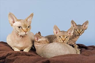 Devon Rex cat with three kittens