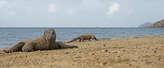 Komodo Dragons (Varanus komodoensis)