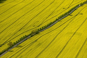 Blooming rapeseed fields avenue