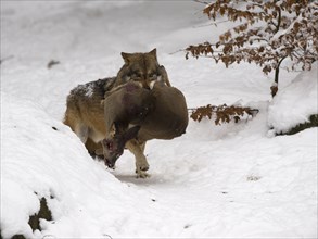 Wolf (Canis lupus) with a captured deer