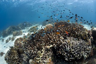Tropical coral reef with sea goldies (Pseudanthias squamipinnis) at Menjangan