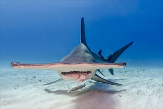 Great hammerhead shark (Sphyrna mokarran)