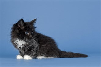 Norwegian Forest Cat