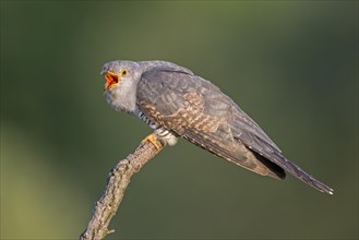 Cuckoo (Cuculus canorus)
