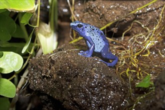 Blue poison dart frog (Dendrobates tinctorius azureus)