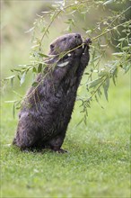 Eurasian Beaver or European Beaver (Castor fiber)
