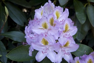Blooming Rhododendron (Rhododendron sp.)
