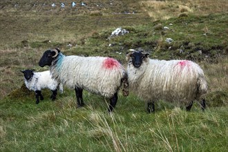 Sheep in Irish landscape