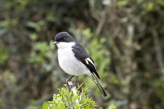 Southern fiscal (Lanius collaris)