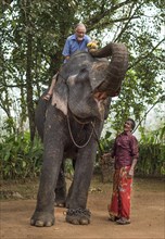 Tourist sitting on an elephant he is feeding