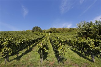 Vineyards on the vineyard