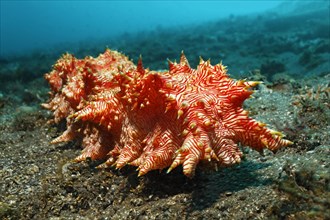 Red-striped sea cucumber (Thelenota rubralineata)