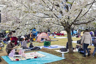 Tourists and local Japanese make picnic under blossoming cherry trees