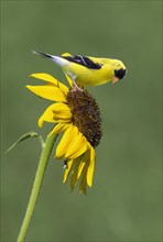 American goldfinch (Spinus tristis)