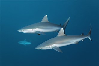 Three Grey Reef Sharks (Carcharhinus amblyrhynchos)