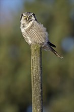 Hawk-Owl or Northern Hawk-Owl (Surnia ulula) on perch