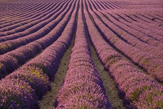 Rows of purple lavender in height of bloom in a field on the Plateau de Valensole