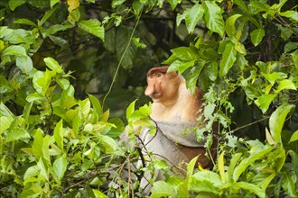 Proboscis Monkey (Nasalis larvatus) sitting in a tree