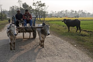 Nepalese men drive their bullock carts on a country road