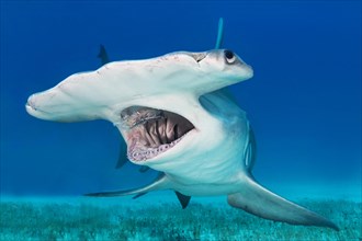Great hammerhead shark (Sphyrna mokarran) Bimini