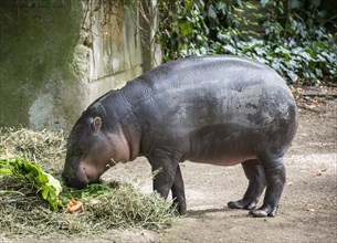 Pygmy Hippopotamus (Choeropsis liberiensis