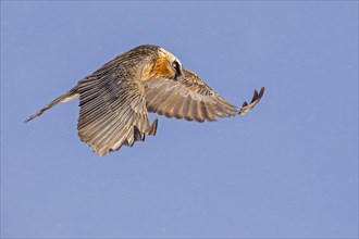 Bearded Vulture (Gypaetus barbatus) in flight