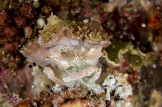 Corallimorph Decorator Crab (Cyclocoeloma tuberculata) wearing Corallimorph corals for protection and camouflage