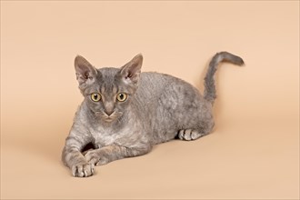 Purebred Devon Rex cat