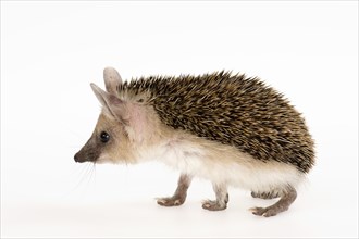 Egyptian Long-eared Hedgehog (Hemiechinus auritus aegypticus)