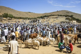 The Monday animal market of Keren