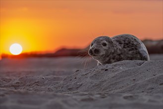 Seal (Phoca vitulina)