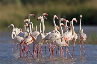 Greater Flamingos (Phoenicopterus roseus) breeding colony