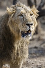 Asiatic lion (Panthera leo persica)