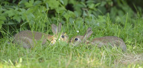 Two young European rabbit (Oryctolagus cuniculus)