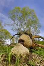 Tree felled by the Elbe Beaver (Castor fiber albicus)