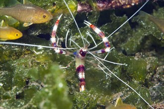 Banded coral shrimp